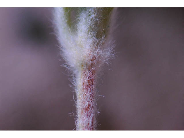 Eriogonum villosissimum (Acker rock wild buckwheat) #56493