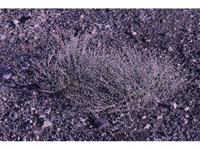 Eriogonum vimineum (Wickerstem buckwheat) #56494