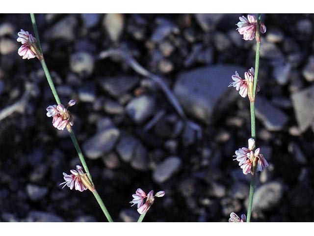 Eriogonum vimineum (Wickerstem buckwheat) #56504