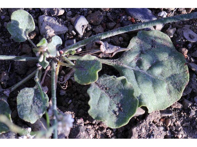 Eriogonum vimineum (Wickerstem buckwheat) #56520