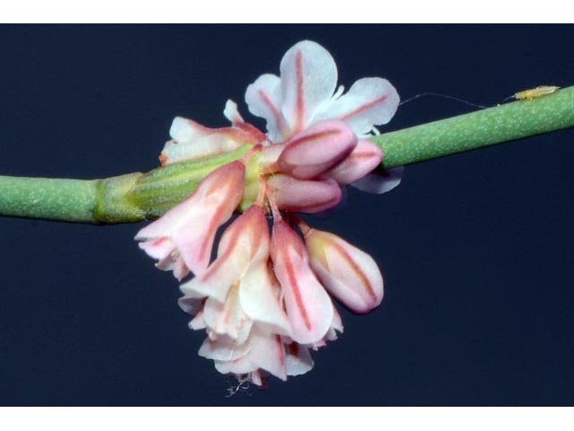 Eriogonum vimineum (Wickerstem buckwheat) #56533