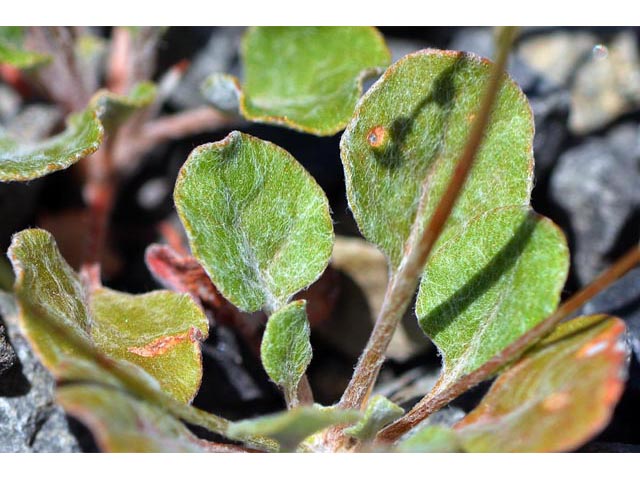 Eriogonum vimineum (Wickerstem buckwheat) #56542