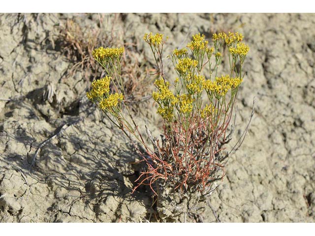 Eriogonum viridulum (Clay hill buckwheat) #56546