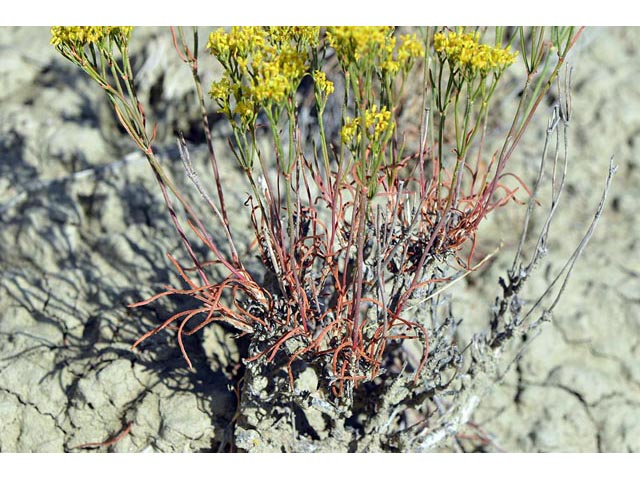 Eriogonum viridulum (Clay hill buckwheat) #56548