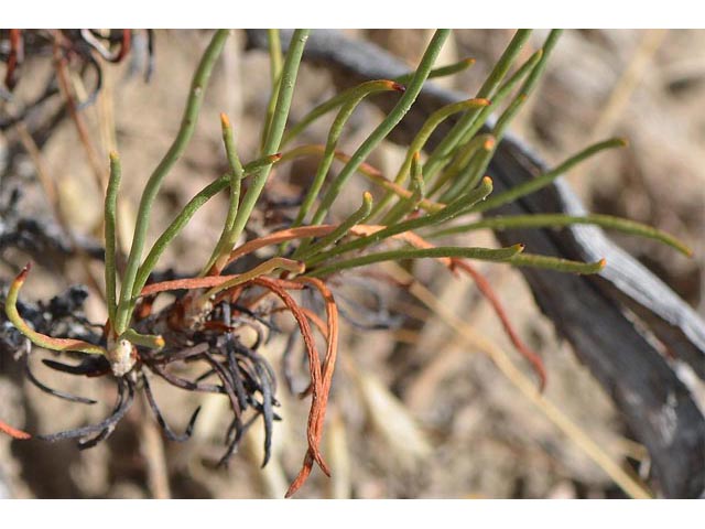 Eriogonum viridulum (Clay hill buckwheat) #56551