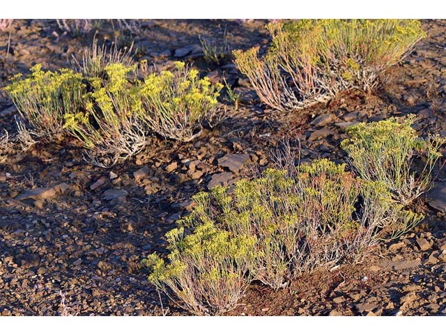 Eriogonum viridulum (Clay hill buckwheat) #56553
