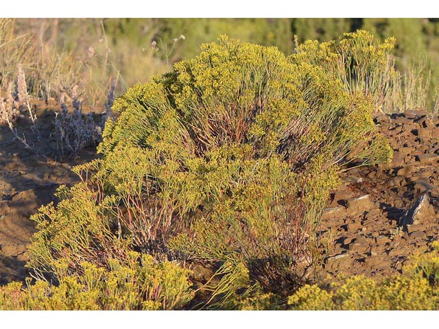 Eriogonum viridulum (Clay hill buckwheat) #56555