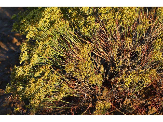 Eriogonum viridulum (Clay hill buckwheat) #56559