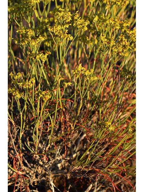 Eriogonum viridulum (Clay hill buckwheat) #56561