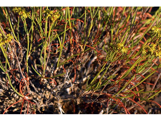 Eriogonum viridulum (Clay hill buckwheat) #56562