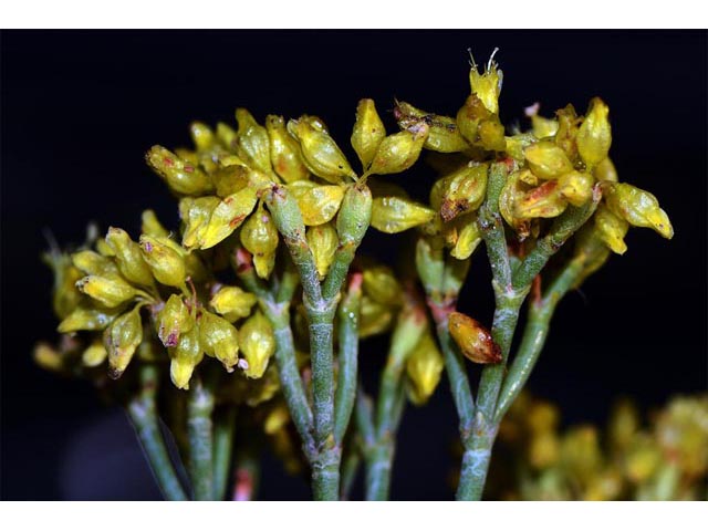 Eriogonum viridulum (Clay hill buckwheat) #56564