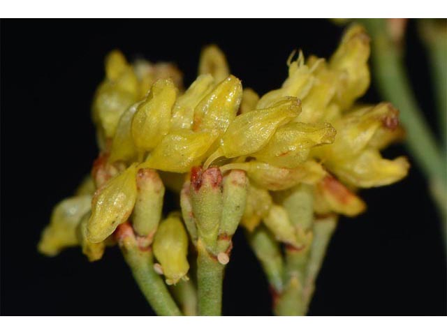Eriogonum viridulum (Clay hill buckwheat) #56565