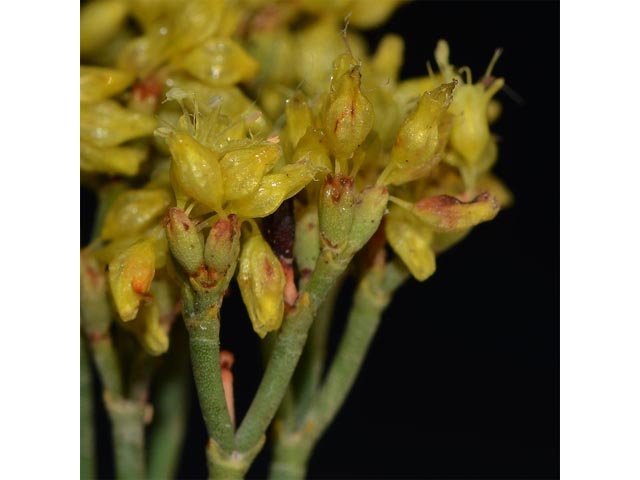 Eriogonum viridulum (Clay hill buckwheat) #56566
