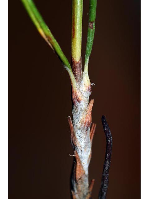 Eriogonum viridulum (Clay hill buckwheat) #56581