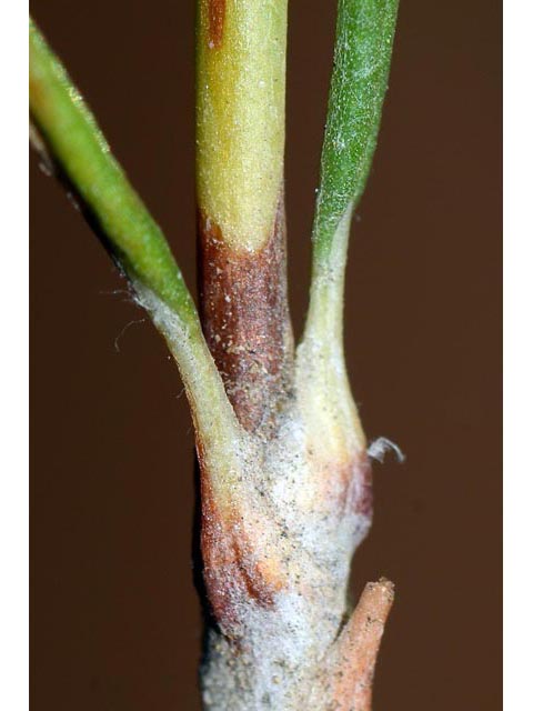 Eriogonum viridulum (Clay hill buckwheat) #56582