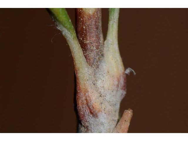 Eriogonum viridulum (Clay hill buckwheat) #56583