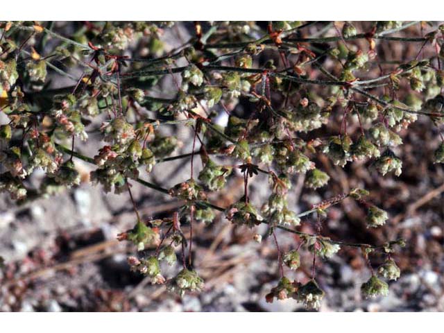 Eriogonum viridescens (Twotooth buckwheat) #56588