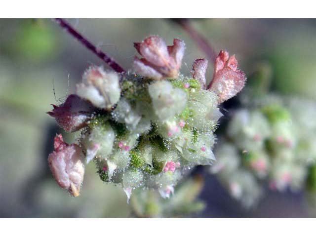 Eriogonum viridescens (Twotooth buckwheat) #56591
