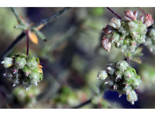 Eriogonum viridescens (Twotooth buckwheat) #56592