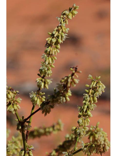 Eriogonum zionis var. zionis (Zion buckwheat) #56634