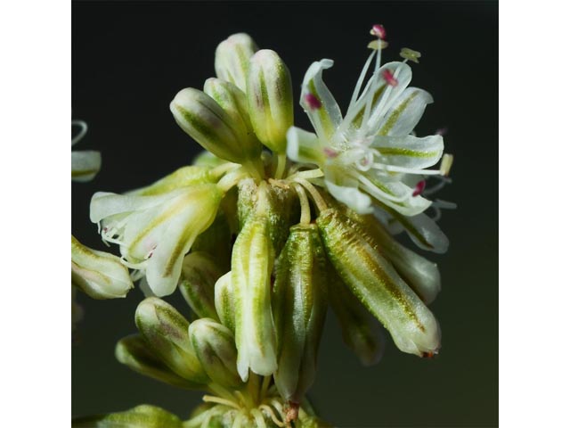 Eriogonum zionis (Zion buckwheat) #56690