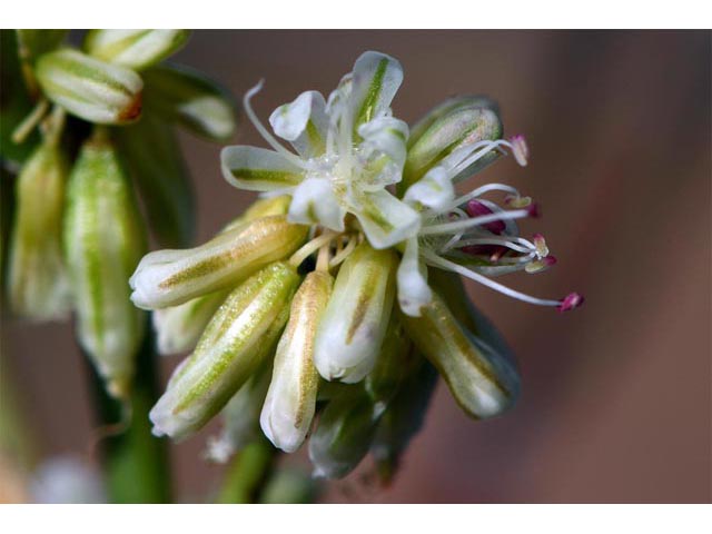 Eriogonum zionis (Zion buckwheat) #56692