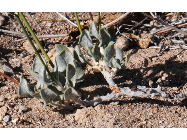 Eriogonum ammophilum (Ibex buckwheat) #57171