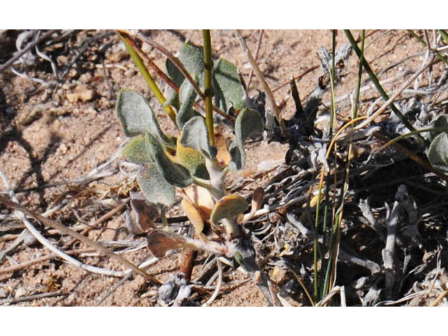 Eriogonum ammophilum (Ibex buckwheat) #57172
