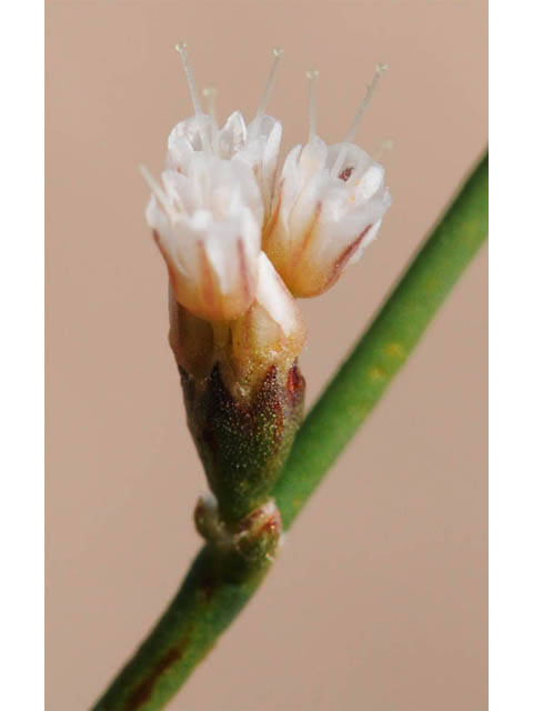 Eriogonum ammophilum (Ibex buckwheat) #57175