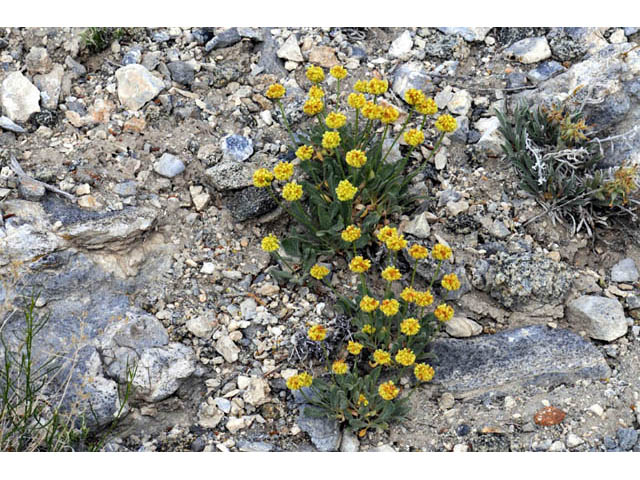 Eriogonum brevicaule var. laxifolium (Shortstem buckwheat) #57176