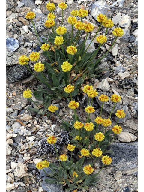 Eriogonum brevicaule var. laxifolium (Shortstem buckwheat) #57177