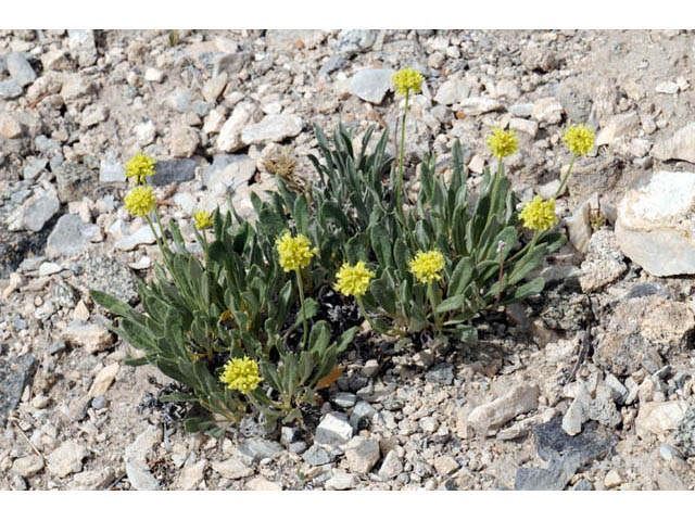 Eriogonum brevicaule var. laxifolium (Shortstem buckwheat) #57178