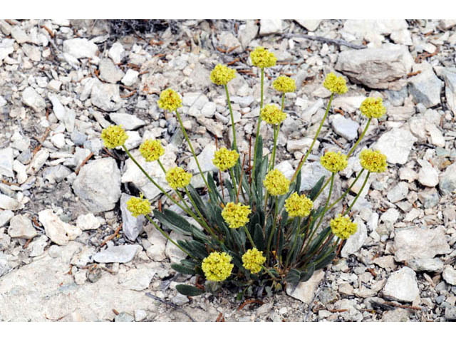 Eriogonum brevicaule var. laxifolium (Shortstem buckwheat) #57179