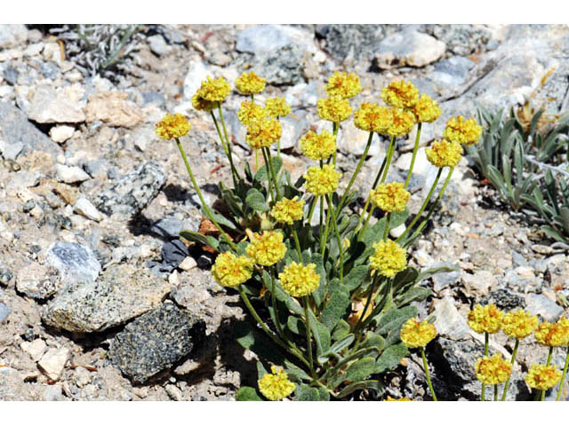 Eriogonum brevicaule var. laxifolium (Shortstem buckwheat) #57180