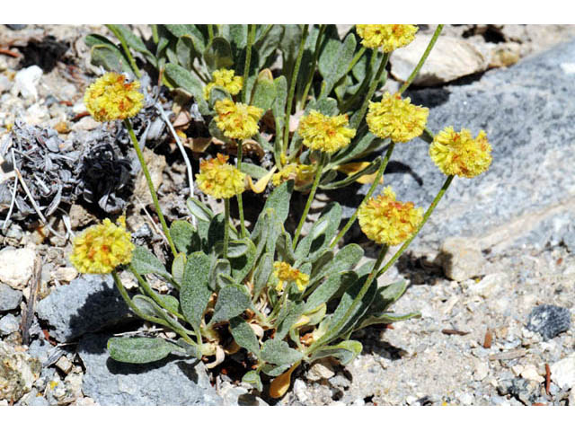Eriogonum brevicaule var. laxifolium (Shortstem buckwheat) #57182