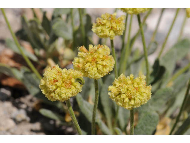 Eriogonum brevicaule var. laxifolium (Shortstem buckwheat) #57183