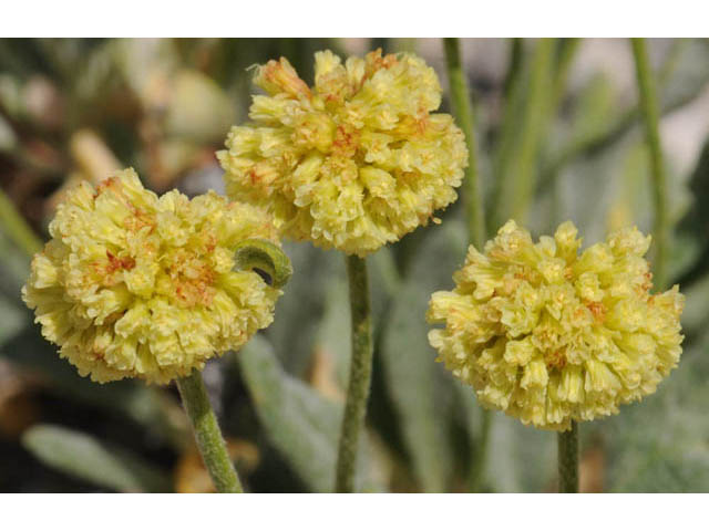 Eriogonum brevicaule var. laxifolium (Shortstem buckwheat) #57184