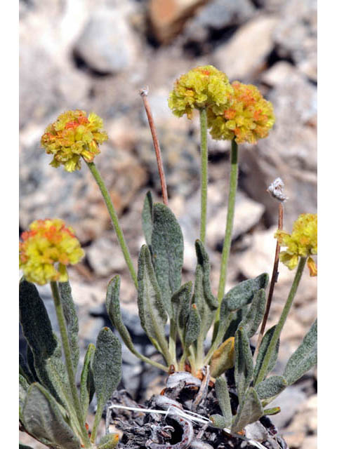 Eriogonum brevicaule var. laxifolium (Shortstem buckwheat) #57185