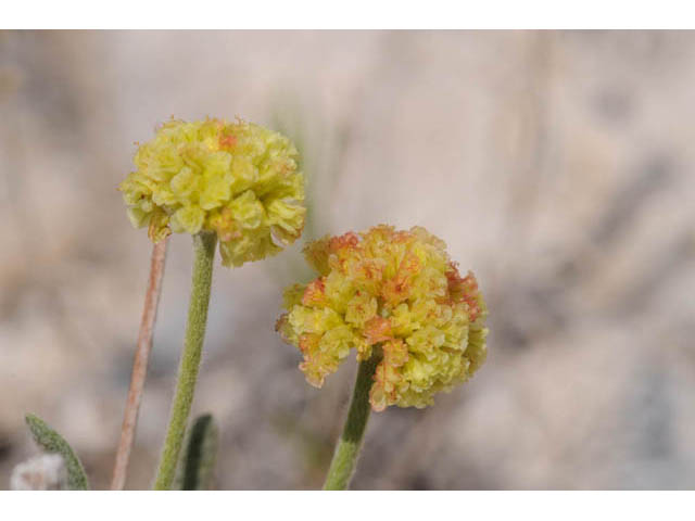 Eriogonum brevicaule var. laxifolium (Shortstem buckwheat) #57186