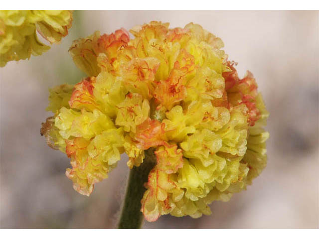 Eriogonum brevicaule var. laxifolium (Shortstem buckwheat) #57187