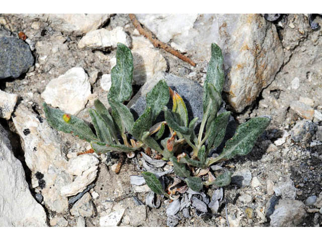 Eriogonum brevicaule var. laxifolium (Shortstem buckwheat) #57188