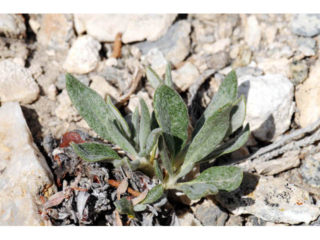 Eriogonum brevicaule var. laxifolium (Shortstem buckwheat) #57189