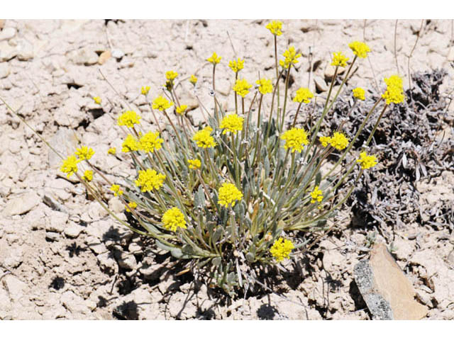 Eriogonum brevicaule var. laxifolium (Shortstem buckwheat) #57190
