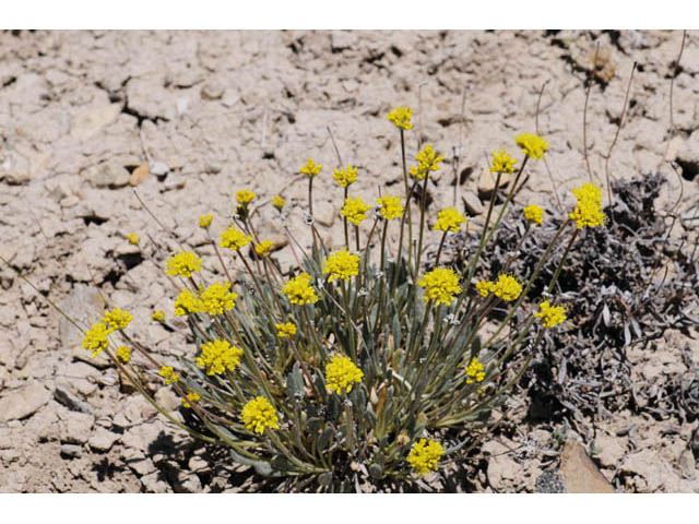 Eriogonum brevicaule var. laxifolium (Shortstem buckwheat) #57191