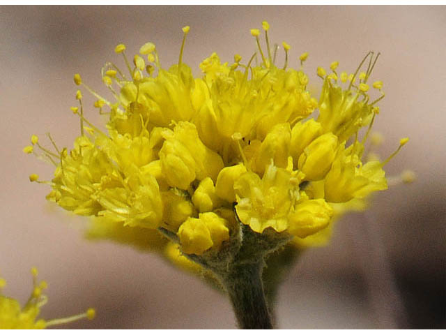 Eriogonum brevicaule var. laxifolium (Shortstem buckwheat) #57194