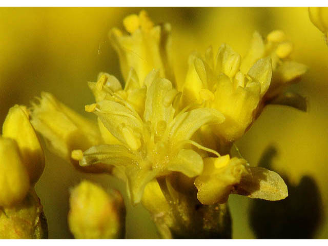 Eriogonum brevicaule var. brevicaule (Shortstem buckwheat) #57201