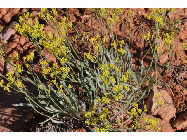 Eriogonum brevicaule (Shortstem buckwheat) #57205