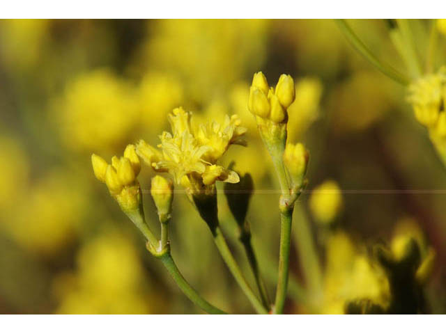 Eriogonum brevicaule (Shortstem buckwheat) #57207