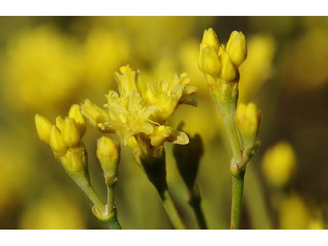Eriogonum brevicaule (Shortstem buckwheat) #57208