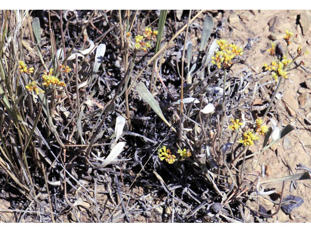 Eriogonum lagopus (Parasol buckwheat) #57212